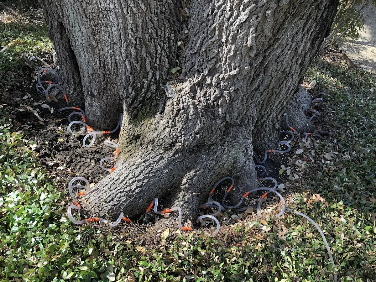 Detailed Tree Cabling and Bracing job site in Mooresboro