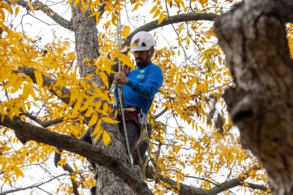 Skilled Tree Trimming crew working in Mooresboro